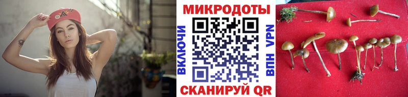 Галлюциногенные грибы Psilocybe Мглин
